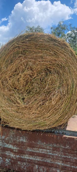 Vând balotat de lucerna