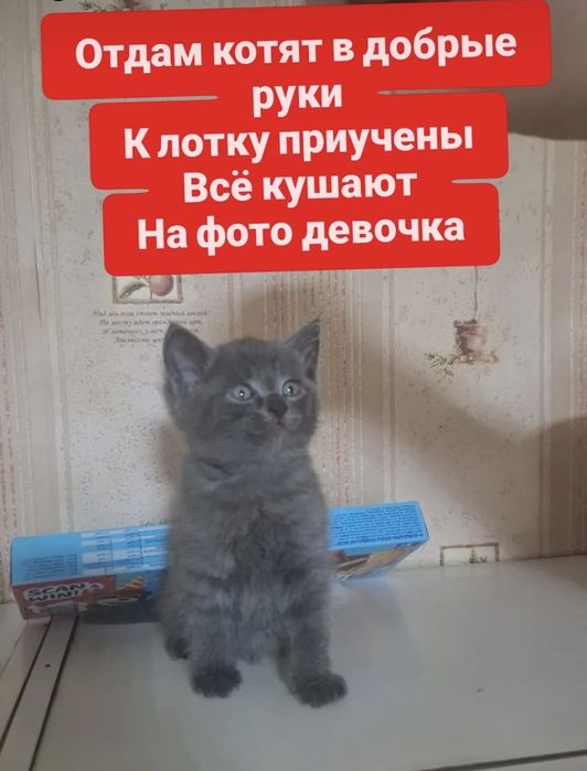 Отдам котят в добрые руки