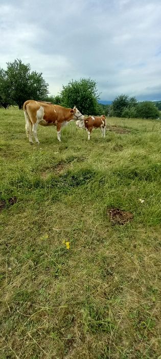 2juninci de 2ani  cu lapte