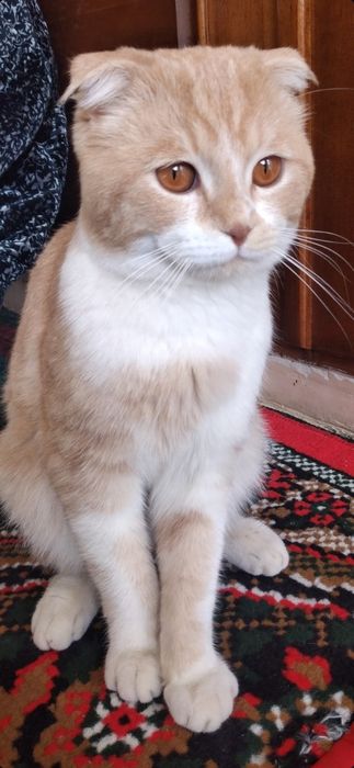 Скоттиш фолд продам
