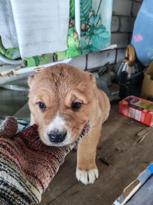 Продам щенков САО.