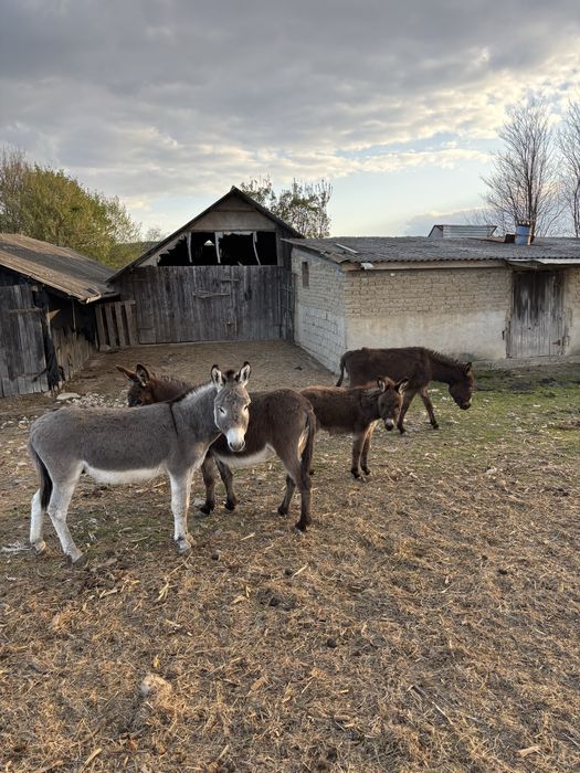 Vand famile de magari