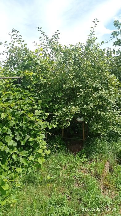 Продам дачу с/о Мичуринец