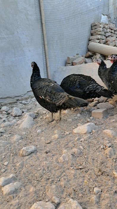 Bu yilgi toza indukla  aprelda  chiqqan 8 oyliq