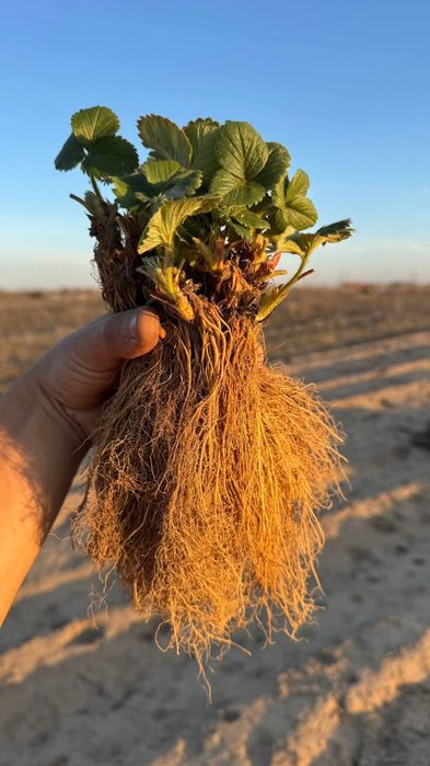 внимани продавам расат ягуди