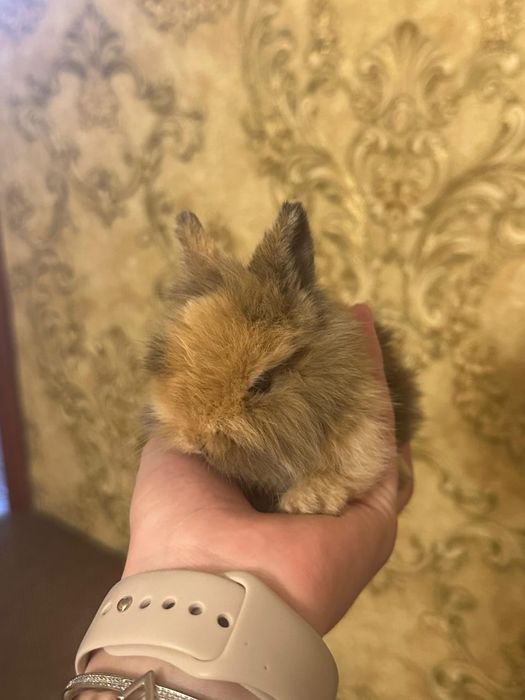 Декоративные кролики