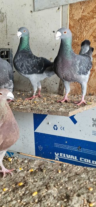 Vând voiajori germani