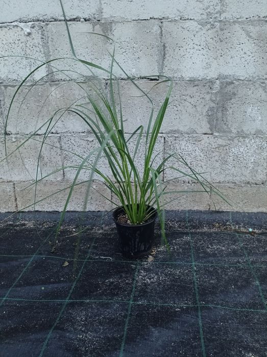 Пампаска трева Кортадерия