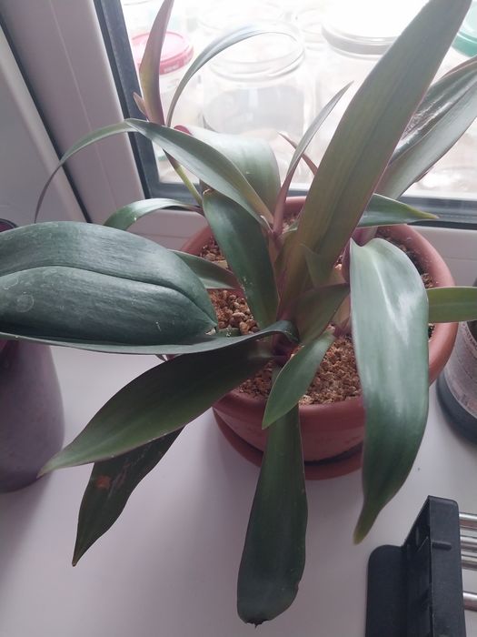 Продам комнатные цветы