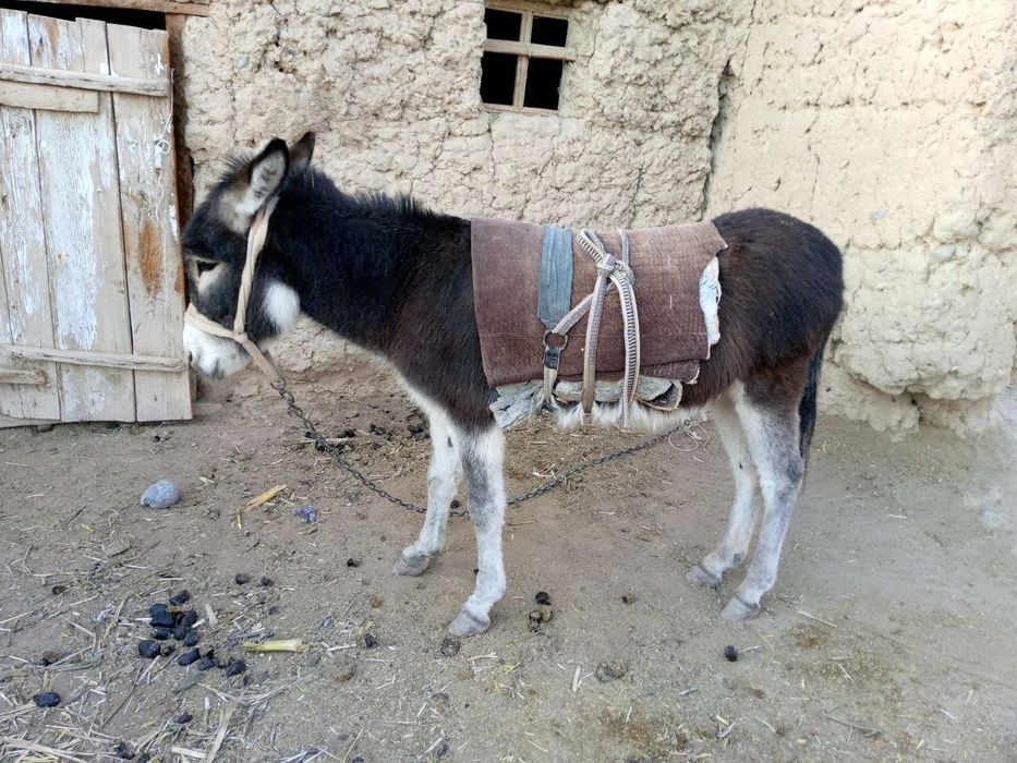 Эшак бепул берилади! Яхши кулларга!