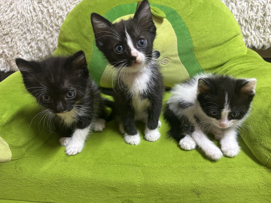 Отдам трёх котят
