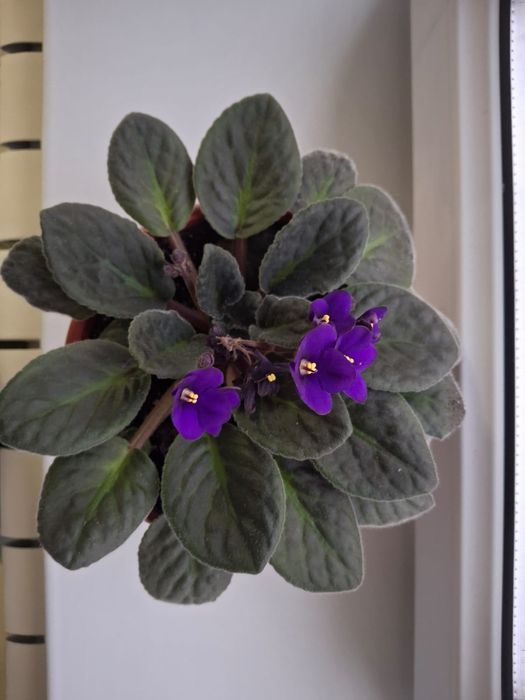 Продам комнатные цветы 1500тг