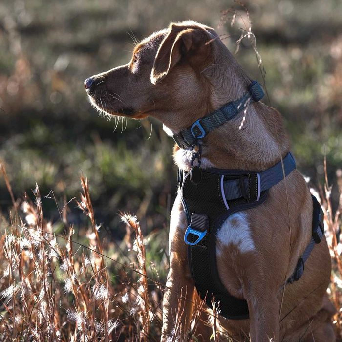 Нагръдник за куче Embark с дръжка и 2 точки за повод – размер XL!