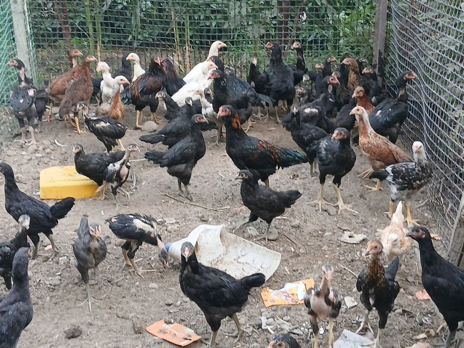Продаются даканы