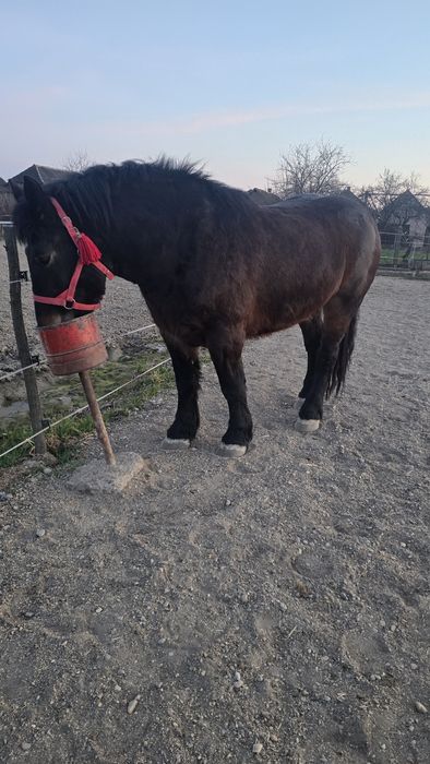 Manză Ardeneză full pedigree