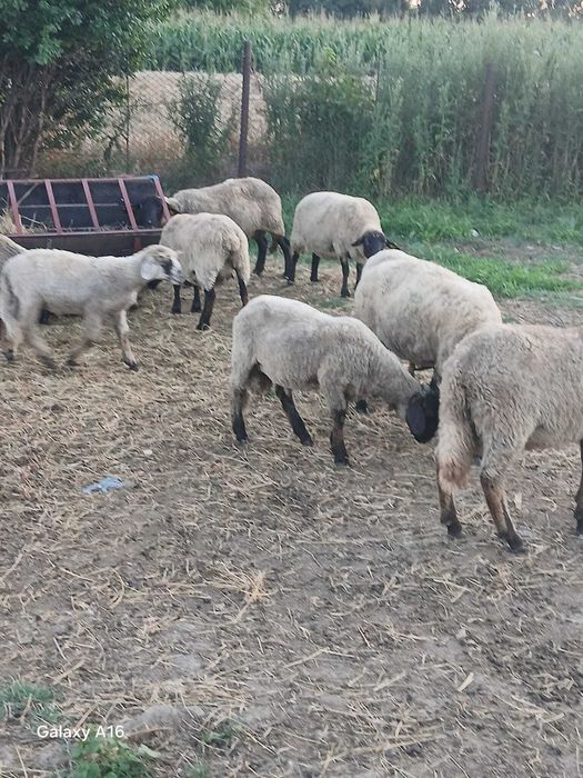 Vând 5 oi suffok și 7 miei