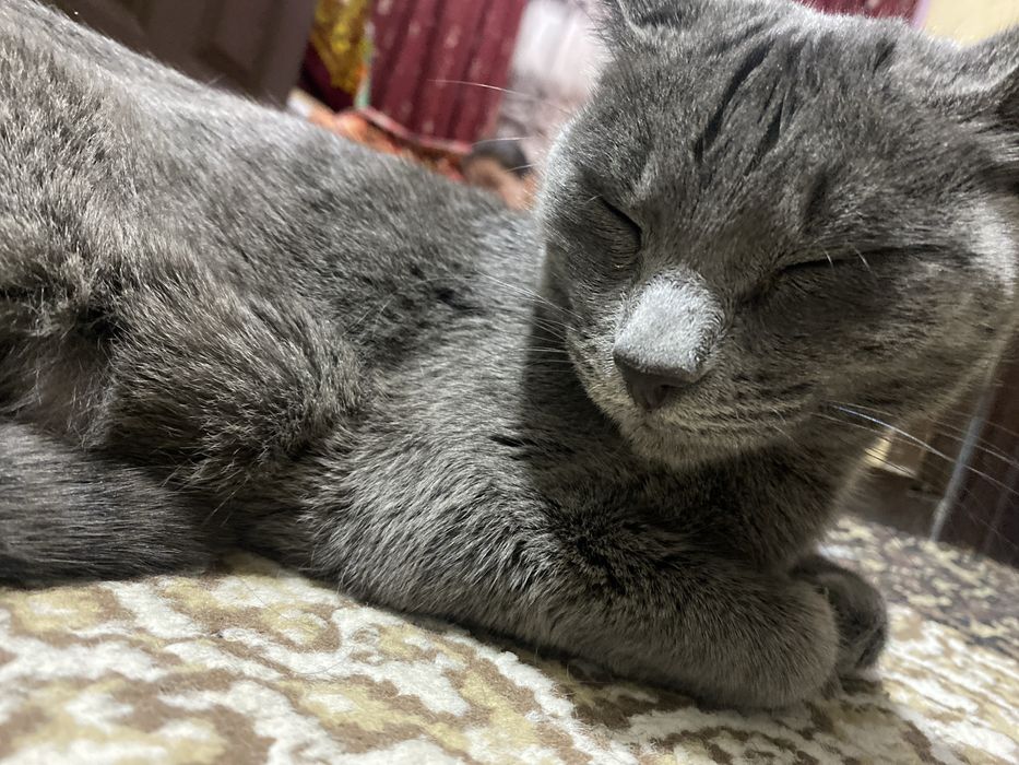 Срочно продаем кошку