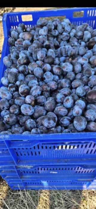 Vând prune pentru țuică – coapte natural, dulci și foarte aromate