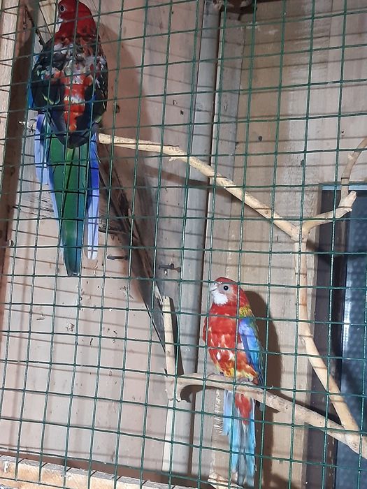Продавам пойни папагали, финки и диамантени гугутки
