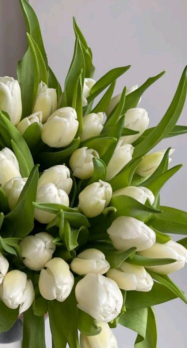 Оптом тюльпаны из Голландии.