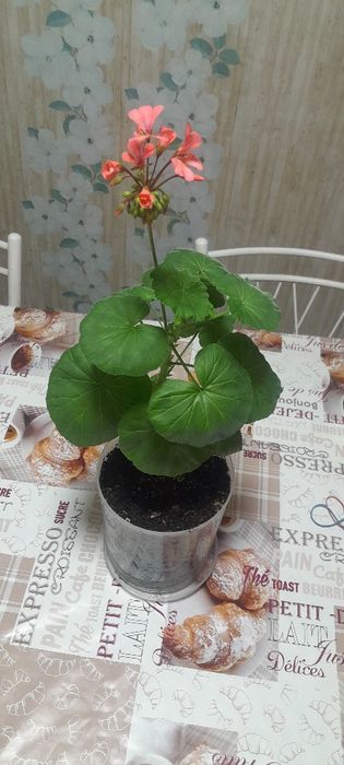 Комнатный цветы,цены разные.