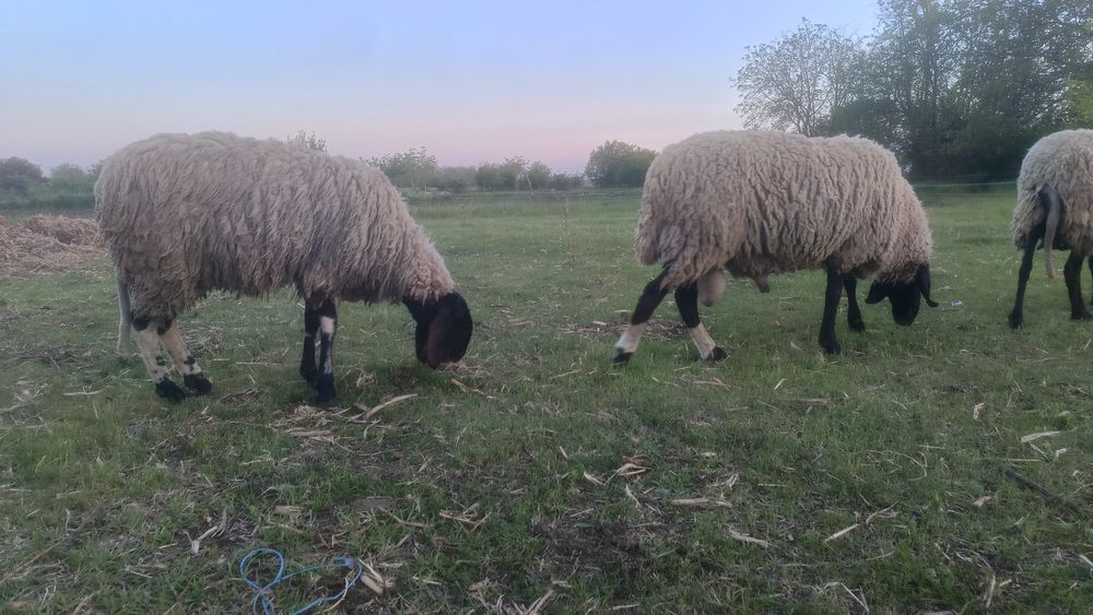 Oi sârbești 3 buc + berbec