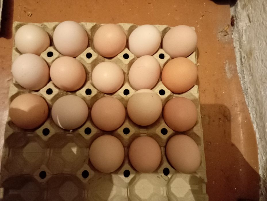 vand oua de gaina pentru incubat australop plus araucana