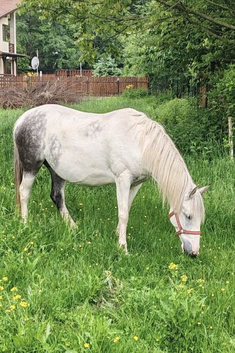 Vând mânz de 2 ani!