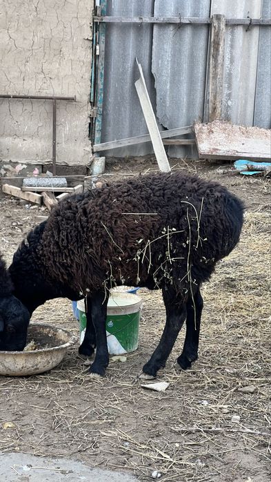 екеуіде тоқты қошқар