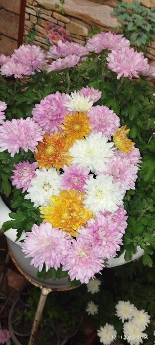 продам хризантема мультифлора