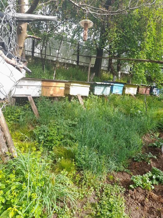 Vând 10 familii albine