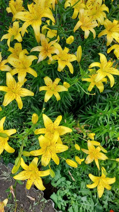 Продам луковицы лилий