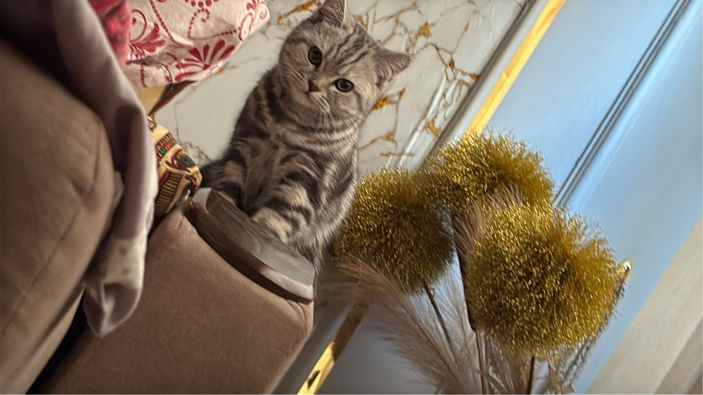 Британская кошка