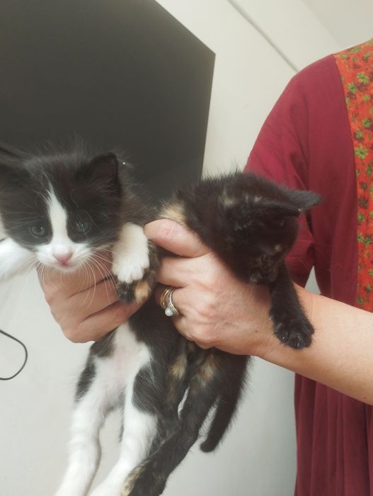 Отдам котят в хорошие руки