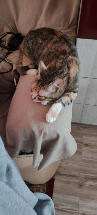 Подаряваме две котенца