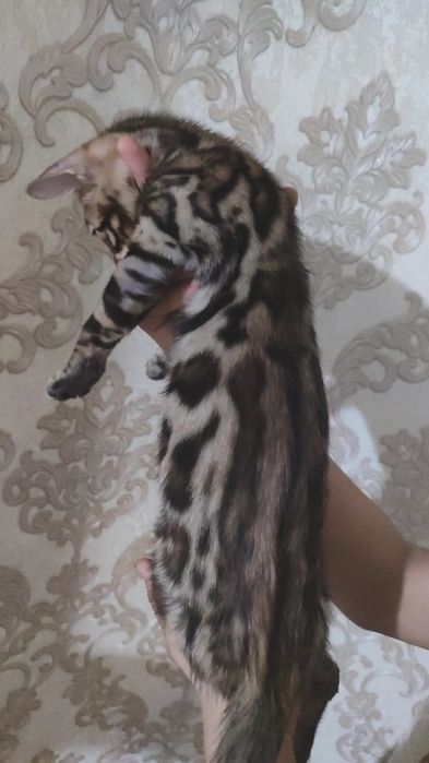 Тозза бенгал боласи сотилади.