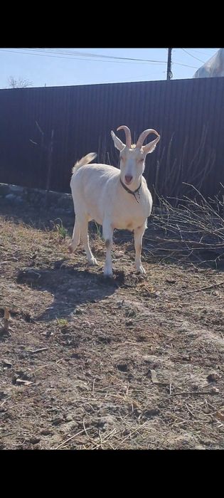 Capra sannen varsta 2 ani