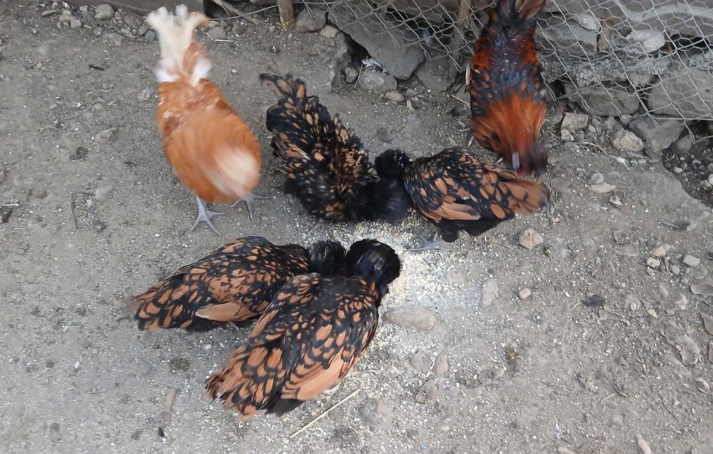 Familie gaini paduane