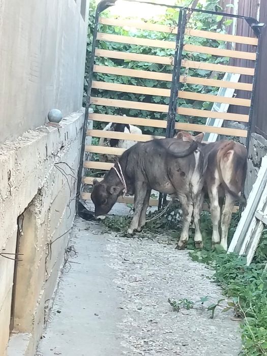 В продаже телята