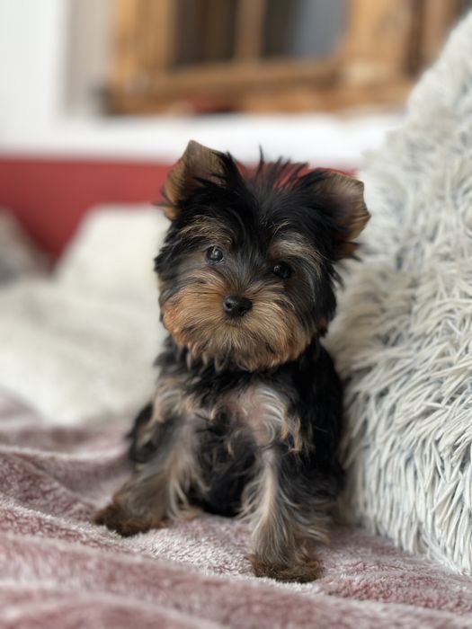 Femela Yorkshire Terrier Deosebita 3 luni
