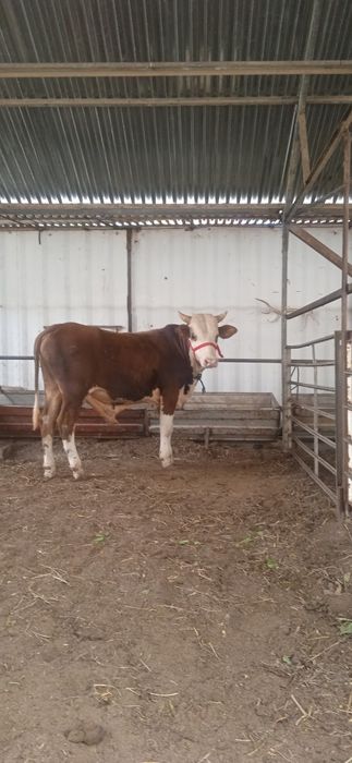 Semental gibrid buqqa sotiladi