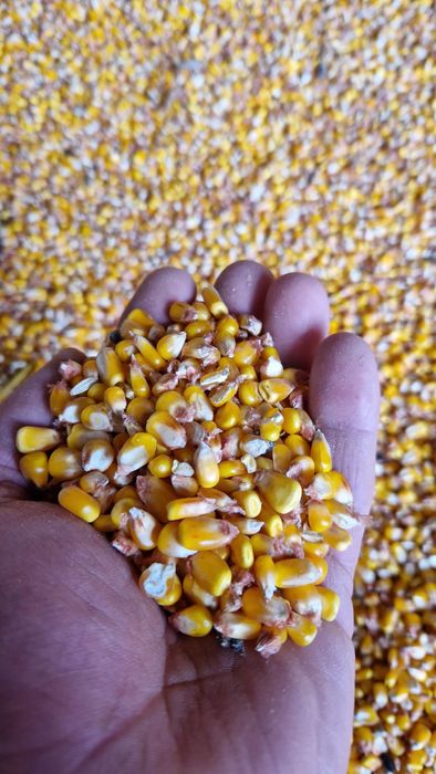 Vând  porumb boabe