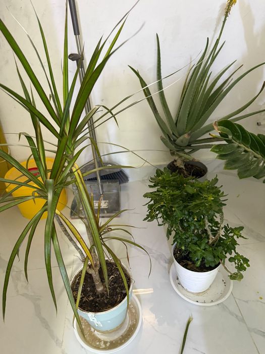 Домашние комнатные цветы