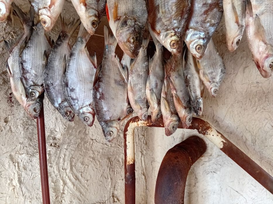 Продам вяленую рыбу