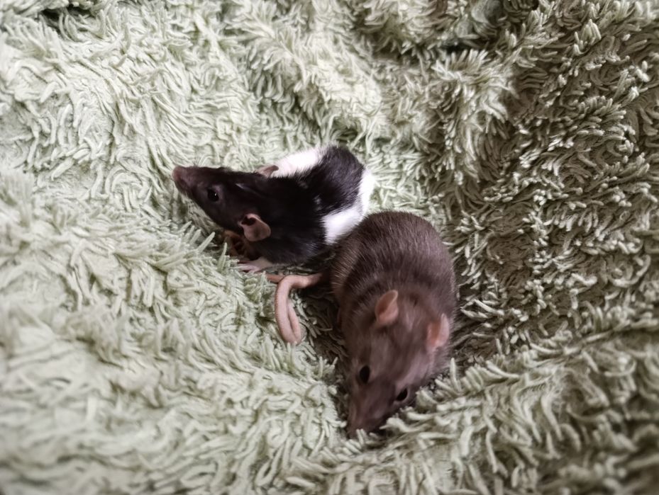 Отдам крыс в добрые руки