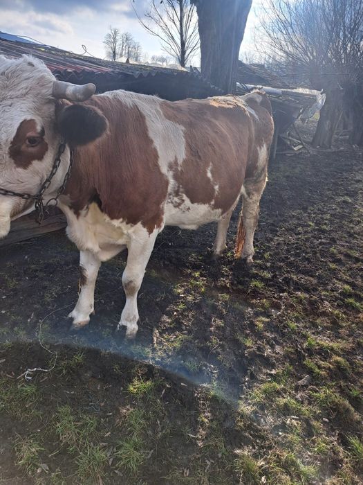 Vând vaca de 7 ani