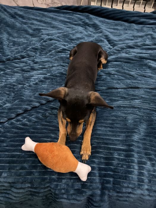 Той терьер на вязку