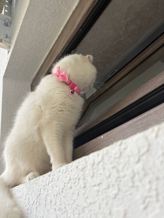 Britanskiy mushula tozza zotli kelishiladi