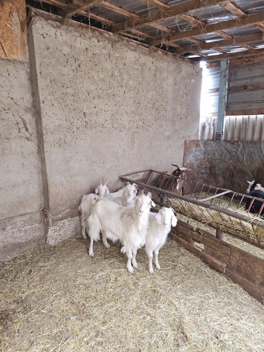 Продам коз оптом