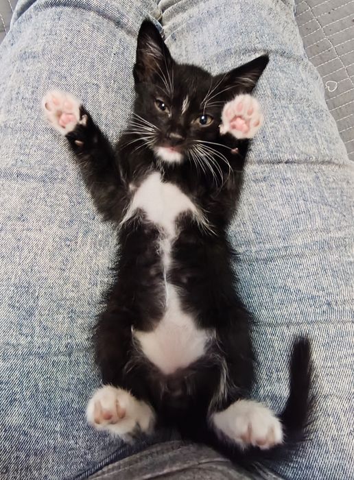 Котят доставкой на дом